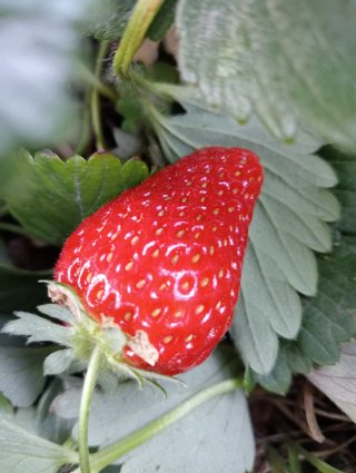 Plantas de fresa con frutos rojos