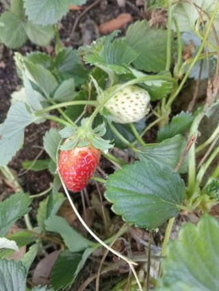 Plantas de fresa con frutos rojos
