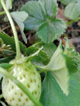 Plantas de fresa con frutos rojos