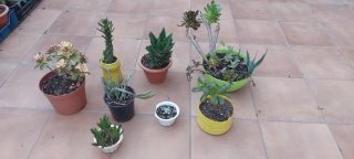 Lote de Plantas Caprichos de mujer
