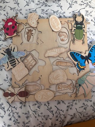 Puzzle madera insectos ciclo vida