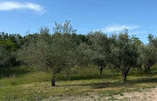 Finca rústica vallada con agua y olivos Cocentaina