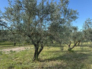 Finca rústica vallada con agua y olivos Cocentaina