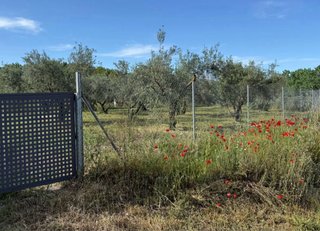 Finca rústica vallada con agua y olivos Cocentaina