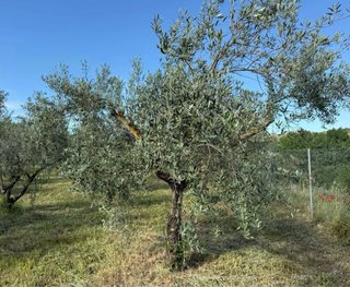 Finca rústica vallada con agua y olivos Cocentaina