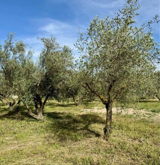 Finca rústica vallada con agua y olivos Cocentaina