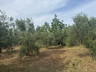 Finca rústica vallada con agua y olivos Cocentaina