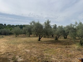 Finca rústica vallada con agua y olivos Cocentaina