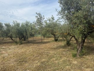 Finca rústica vallada con agua y olivos Cocentaina