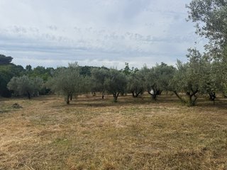Finca rústica vallada con agua y olivos Cocentaina