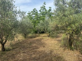 Finca rústica vallada con agua y olivos Cocentaina