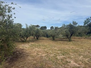 Finca rústica vallada con agua y olivos Cocentaina