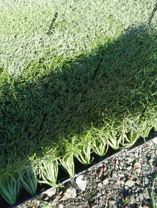 Cesped artificial reciclado