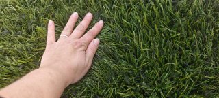 Liquidazione di erba artificiale verde oliva