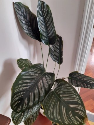 Calathea Ornata - Planta de interior
