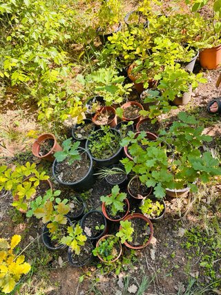 Planta joven de roble - 1 año.