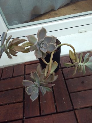 Plantas variadas