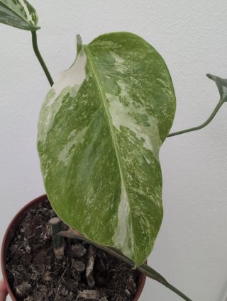 Monstera Albo Variegata
