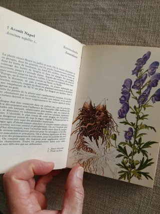 Plantes Médicinales. Plantas Medicinales.