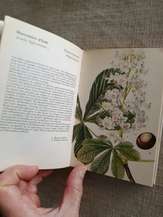 Plantes Médicinales. Plantas Medicinales.