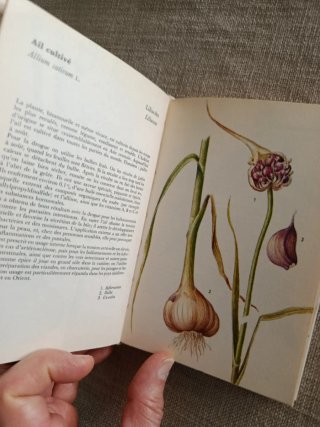 Plantes Médicinales. Plantas Medicinales.