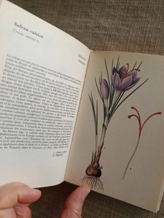 Plantes Médicinales. Plantas Medicinales.