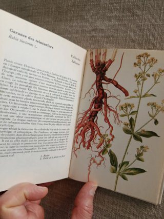 Plantes Médicinales. Plantas Medicinales.