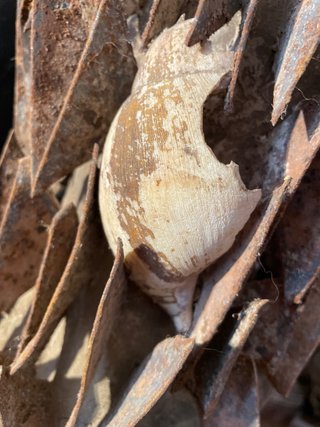 Figura Arte Africano Madera Tallada