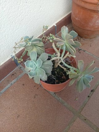 Maceta con Suculenta