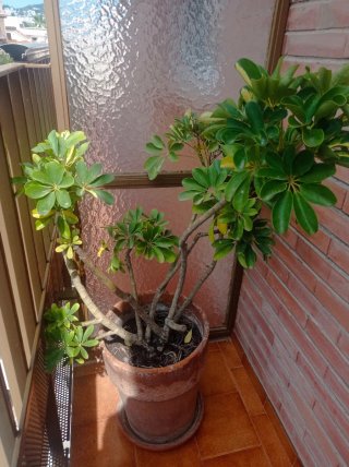 Planta de interior en maceta de terracota