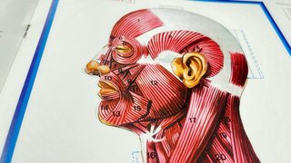 Album Recortable El Cuerpo Humano. MUY RARO