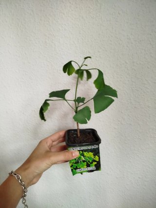 Árbol Ginkgo Biloba