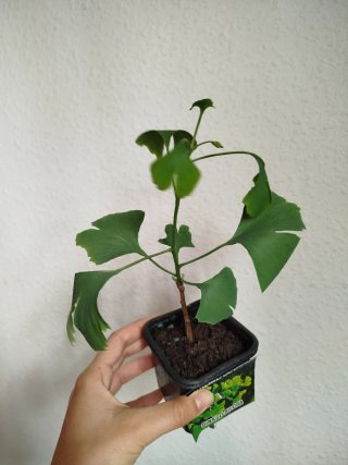 Árbol Ginkgo Biloba
