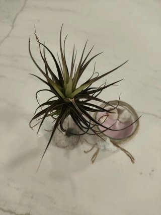 Lote Decoración: Planta, Vela y Roca