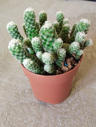 Cactus Mammillaria en maceta