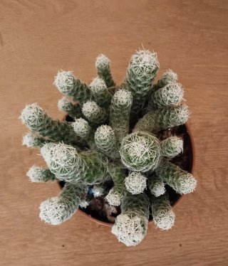 Cactus Mammillaria en maceta
