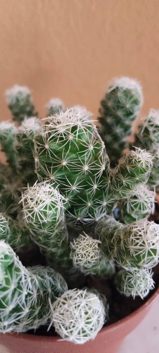 Cactus Mammillaria en maceta