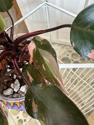 Philodendron Pink Princess Tricolor