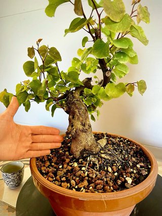 Bonsái Arbol del Amor