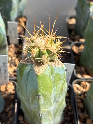 Cactus Copiapoa Solaris