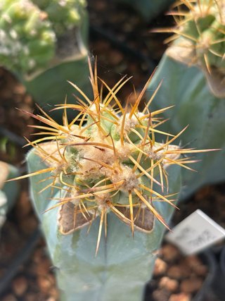 Cactus Copiapoa Solaris