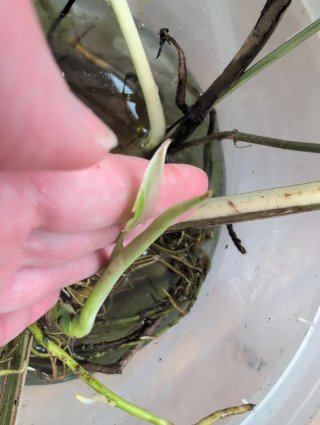 Monstera Albo Variegata Meia Lua