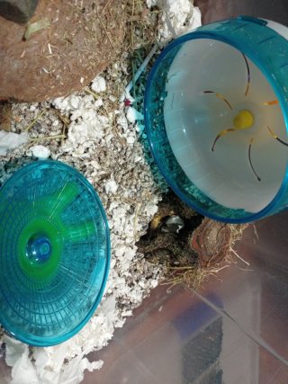 Jaula Tupper Hamster