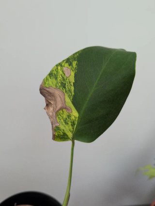 Monstera Aurea