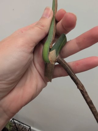 Corte fresco Monstera Aurea