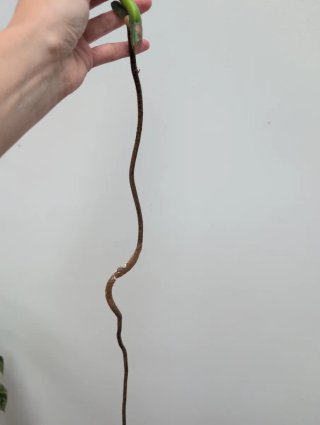Corte fresco Monstera Aurea