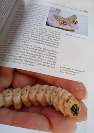 El gran libro de las palmeras
