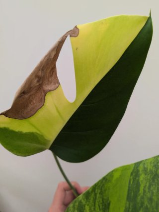 Top cutting monstera aurea