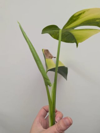 Top cutting monstera aurea