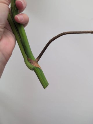 Top cutting monstera aurea